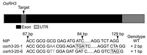 水稻OsRH3基因及其在水稻抗病方面的應用