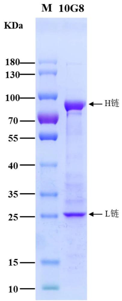 一種識別CV-A6的中和單克隆抗體10G8及其應(yīng)用的制作方法