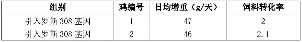 一種昌鳳土雞育種方法與流程