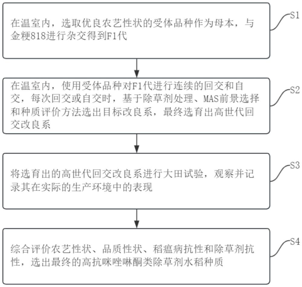 一種高抗咪唑啉酮類除草劑水稻種質(zhì)的選育方法與流程