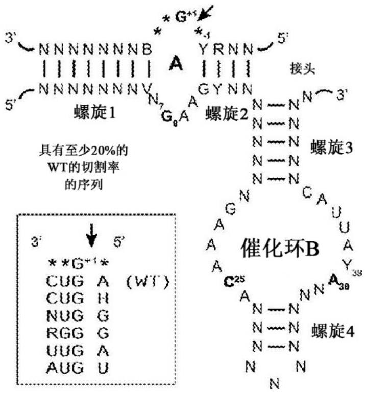 核酶的制作方法