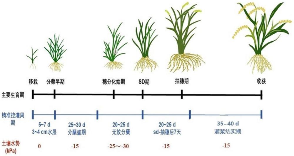 一種再生稻節(jié)水減氮綠色高效栽培方法