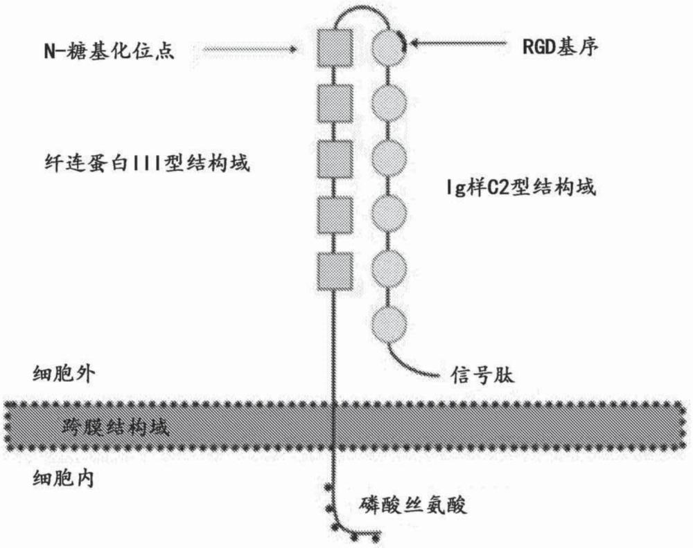 抗L1-CAM抗體及其用途的制作方法