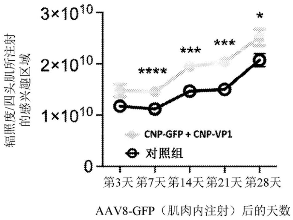 用于克服治療性載體和蛋白質(zhì)的免疫原性的耐受性免疫修飾納米粒子的制作方法