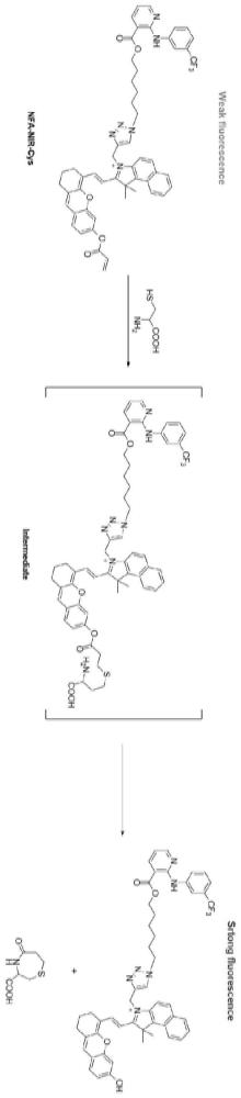 一種新型靶向近紅外熒光探針NFA-NIR-Cys及其制備方法與應(yīng)用