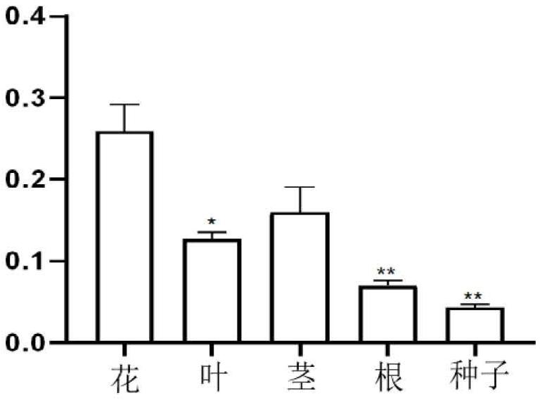 金花葵MYB轉(zhuǎn)錄因子及其應(yīng)用