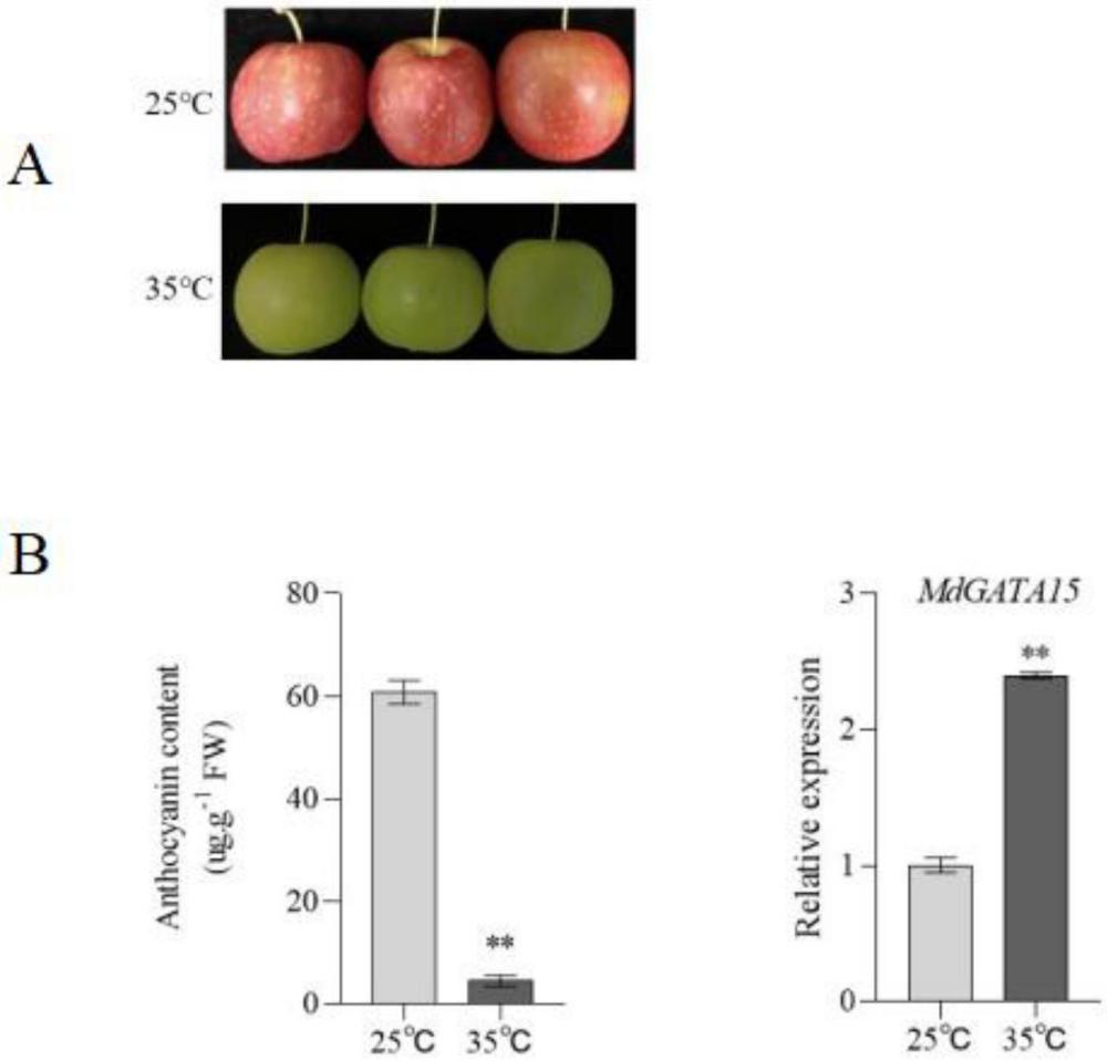 一種MdGATA15基因在高溫下調(diào)控蘋果花青苷合成中的應(yīng)用
