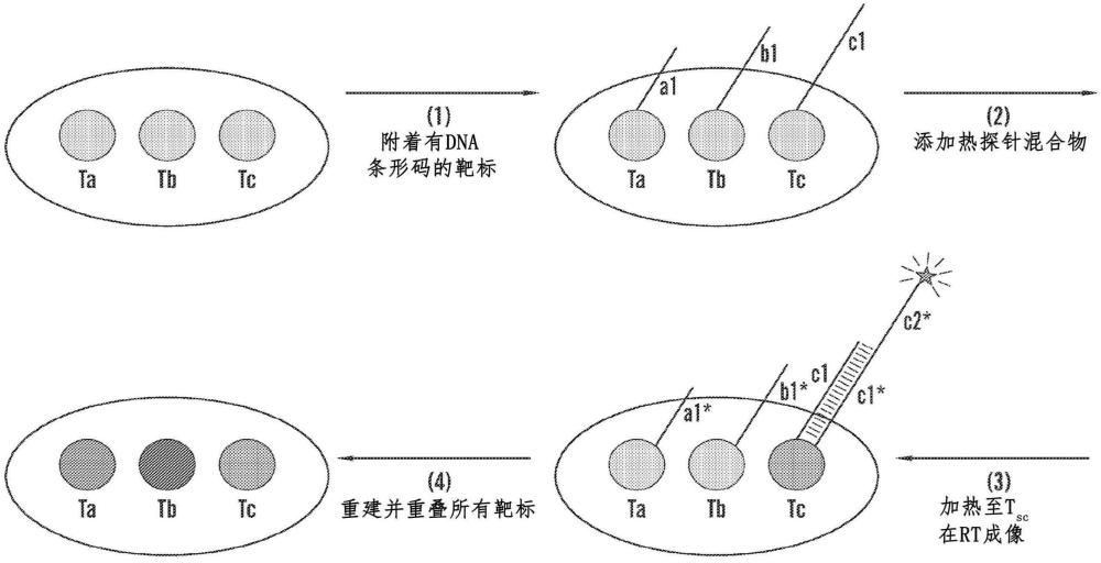 用DNA編碼的熱通道進(jìn)行的多重?zé)晒饧?xì)胞和組織成像及其用途