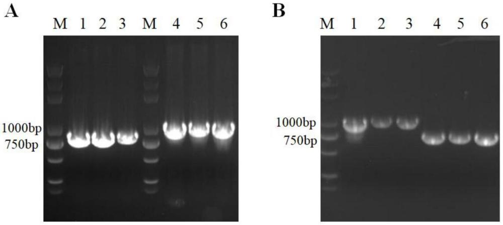 一種基于CRISPR-Cas9基因編輯的大腸桿菌及其制備方法和應(yīng)用