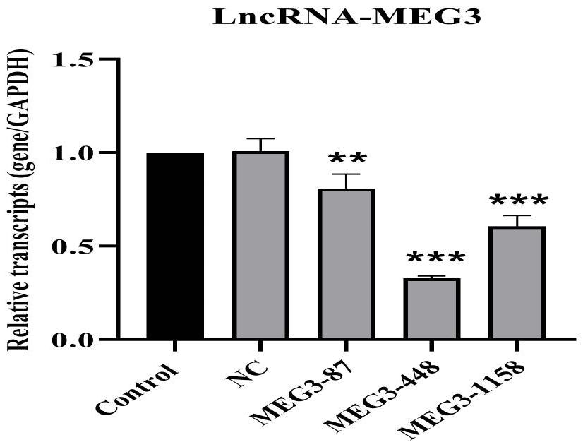 MEG3-rat-448序列及其應用