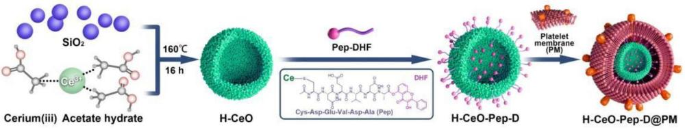 一種新型的H2O2驅(qū)動(dòng)的納米馬達(dá)H-CeO-D@PM及其制備方法和應(yīng)用