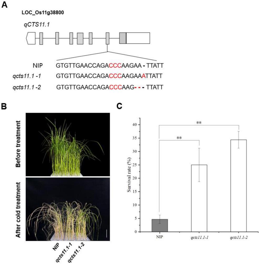 qCTS11.3基因在調(diào)節(jié)水稻寒冷耐受力中的應(yīng)用