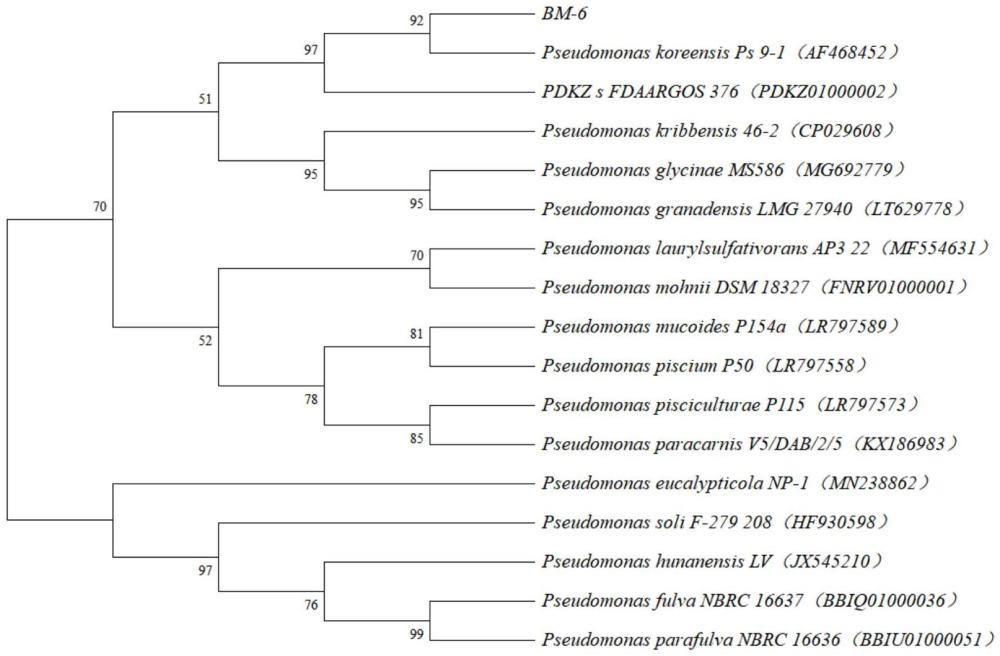 一株韓國(guó)假單胞菌BM06及其應(yīng)用