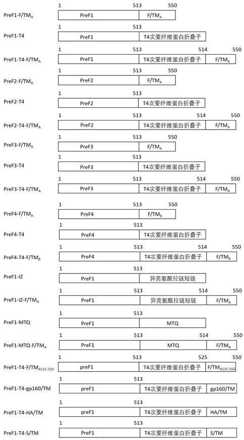 呼吸道合胞病毒重構(gòu)多肽及其應(yīng)用的制作方法