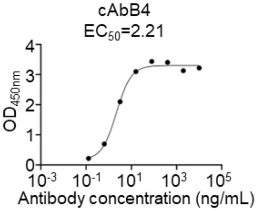 一株乙型肝炎病毒核心蛋白的單克隆抗體cAbB4及其制備與應(yīng)用的制作方法