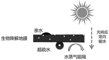 一種光響應(yīng)高阻隔生物降解地膜及其制備方法