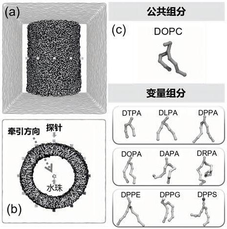 一種用于研究磷脂結(jié)構(gòu)對生物膜分裂影響的分子模擬方法