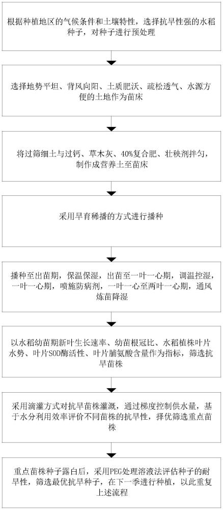 一種具備抗旱能力的水稻培育方法與流程