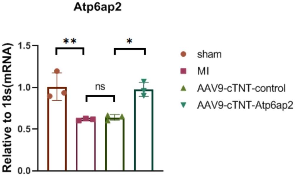 Atp6ap2在制備治療心力衰竭藥物中的應(yīng)用的制作方法