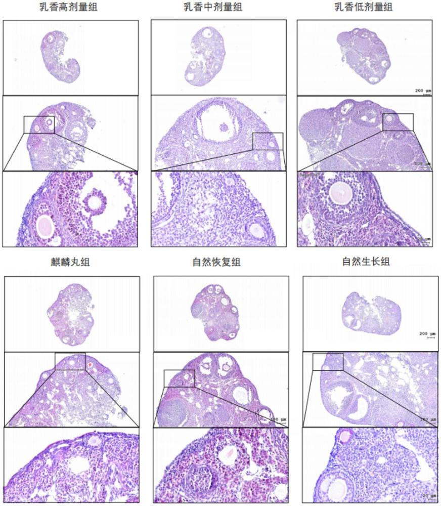 乳香精油在制備治療卵巢功能不全藥物中的應(yīng)用