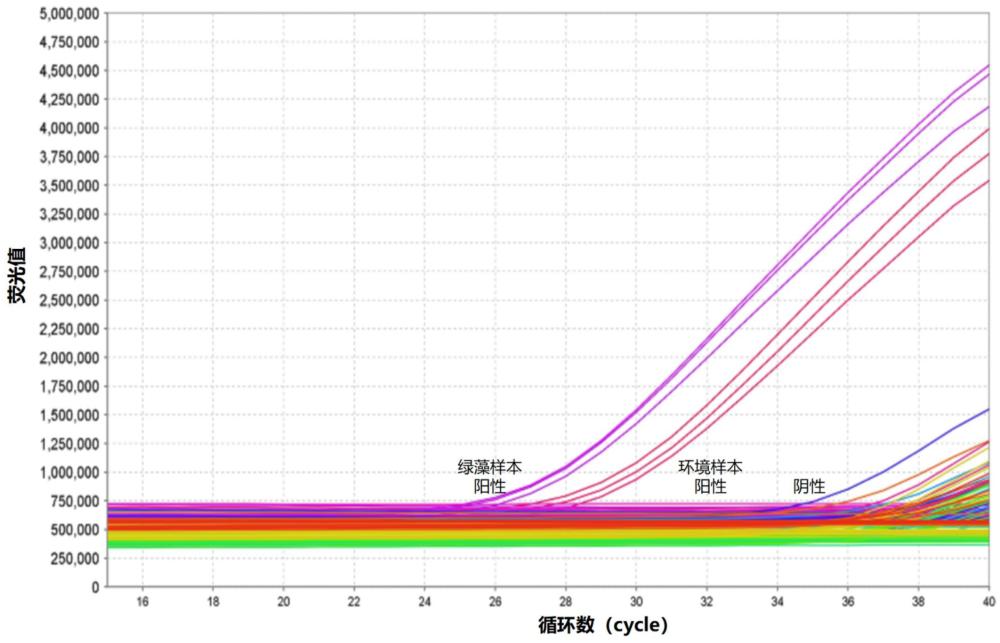 一种用于鉴定柔弱浒苔的分子标记、引物探针组及其应用的制作方法