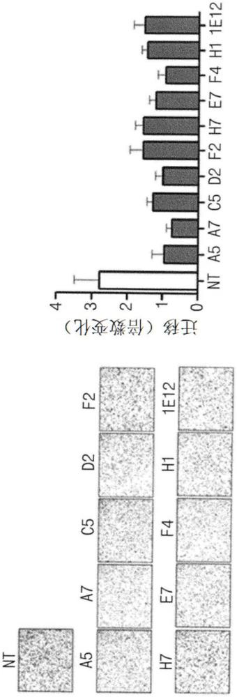 抗幾丁質(zhì)酶-3-樣蛋白1抗體的制作方法