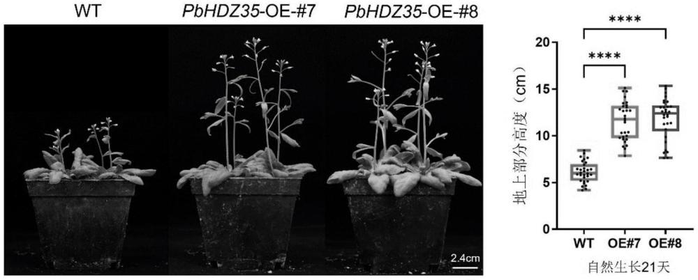 閩楠PbHDZ35基因及其在促進(jìn)植物生長(zhǎng)發(fā)育和提高植物抗旱性中的應(yīng)用