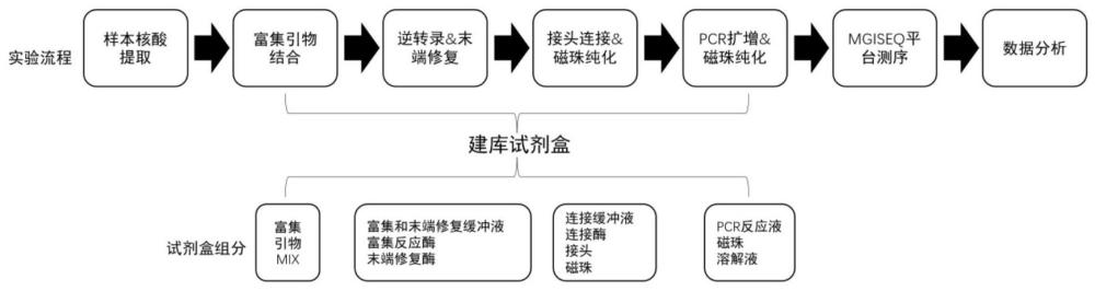 β屬冠狀病毒的引物集、文庫(kù)構(gòu)建方法及其應(yīng)用與流程