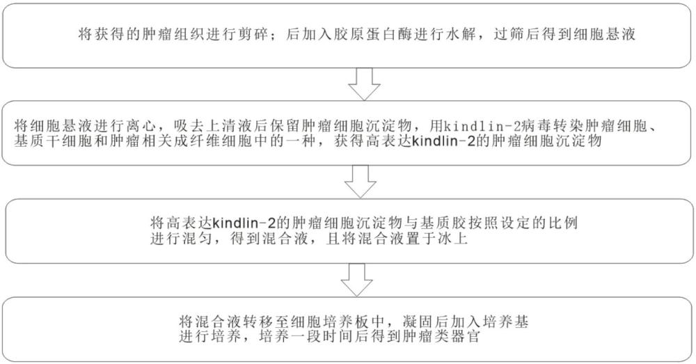 一種利用kindlin-2高表達體系構(gòu)建腫瘤類器官的方法