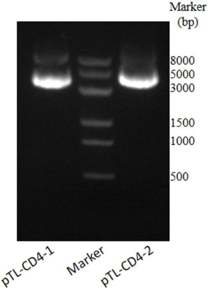 一種抗CD4蛋白的抗體、其片段或融合蛋白及其應(yīng)用的制作方法