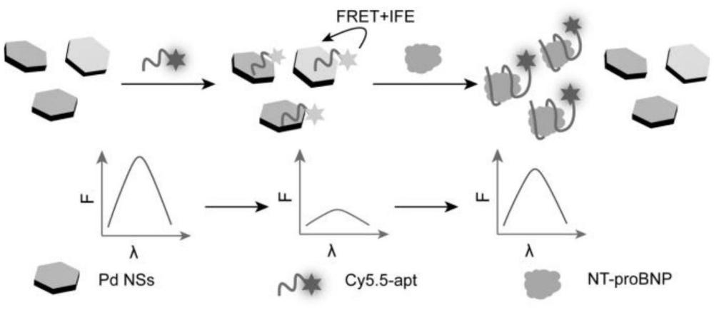 一種檢測(cè)N末端B型利鈉肽原的熒光生物傳感器、其制備方法及應(yīng)用