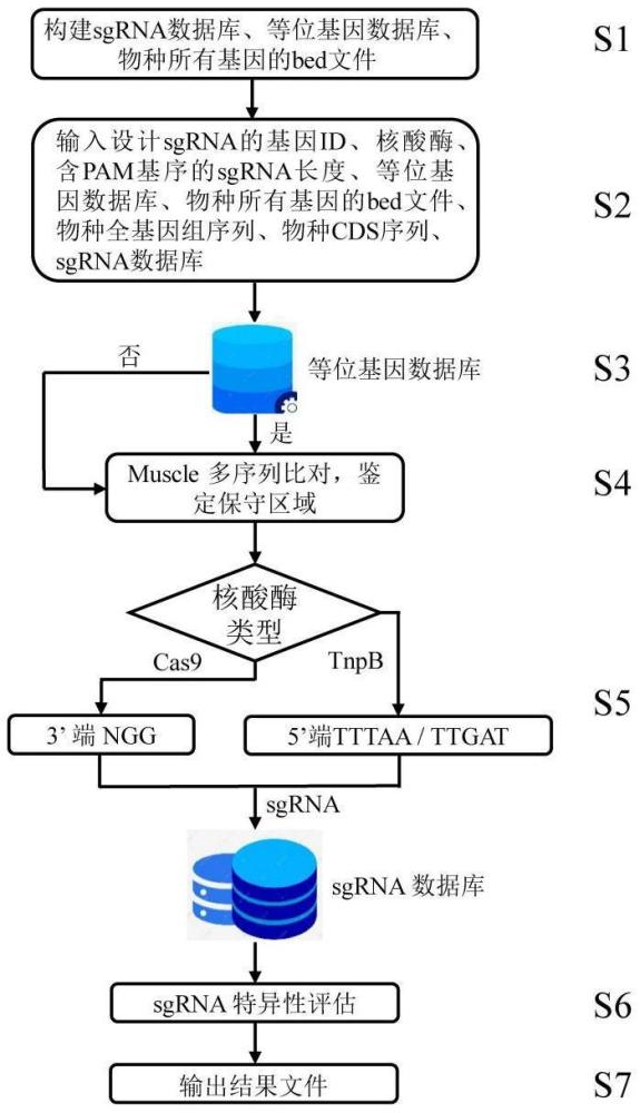 一種快速大批量設(shè)計目標基因sgRNA的方法與流程