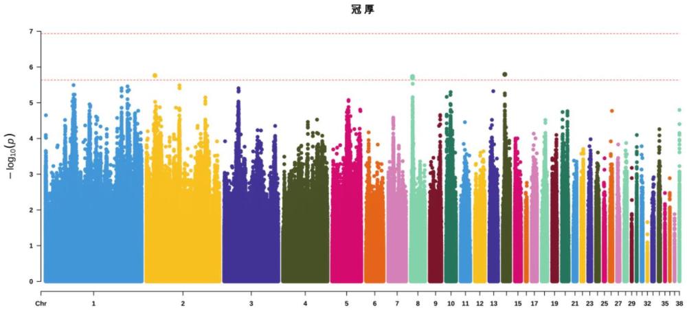 一種SNP分子標(biāo)記組合在雞冠厚度輔助育種中的應(yīng)用的制作方法