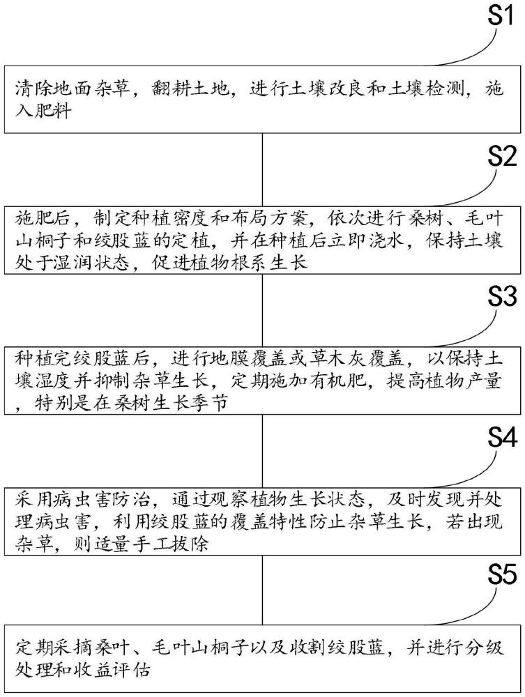 多層次高效蠶桑園種植方法與流程