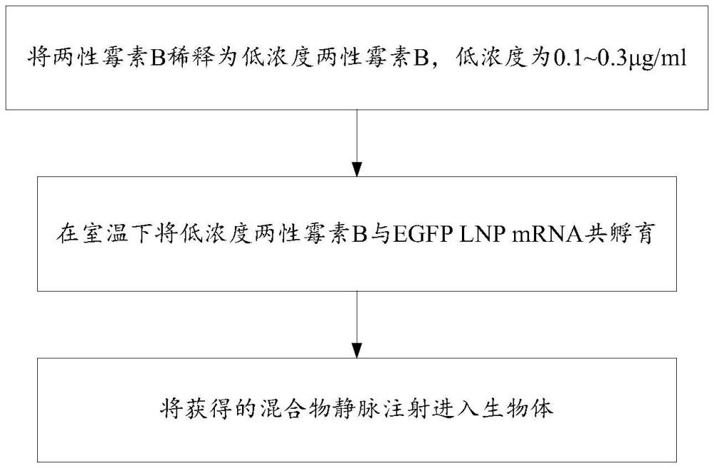 提高脂質納米顆粒遞送效率的方法、制備納米載體及應用與流程