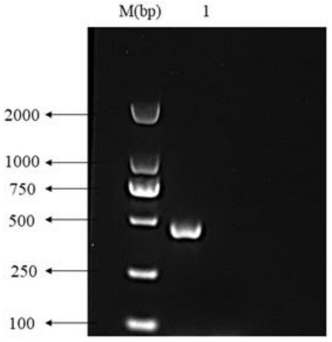 蠟樣芽孢桿菌、蠟樣芽孢桿菌產(chǎn)蛋白酶相關(guān)的群體感應(yīng)抑制劑、制備方法以及姜黃素的應(yīng)用