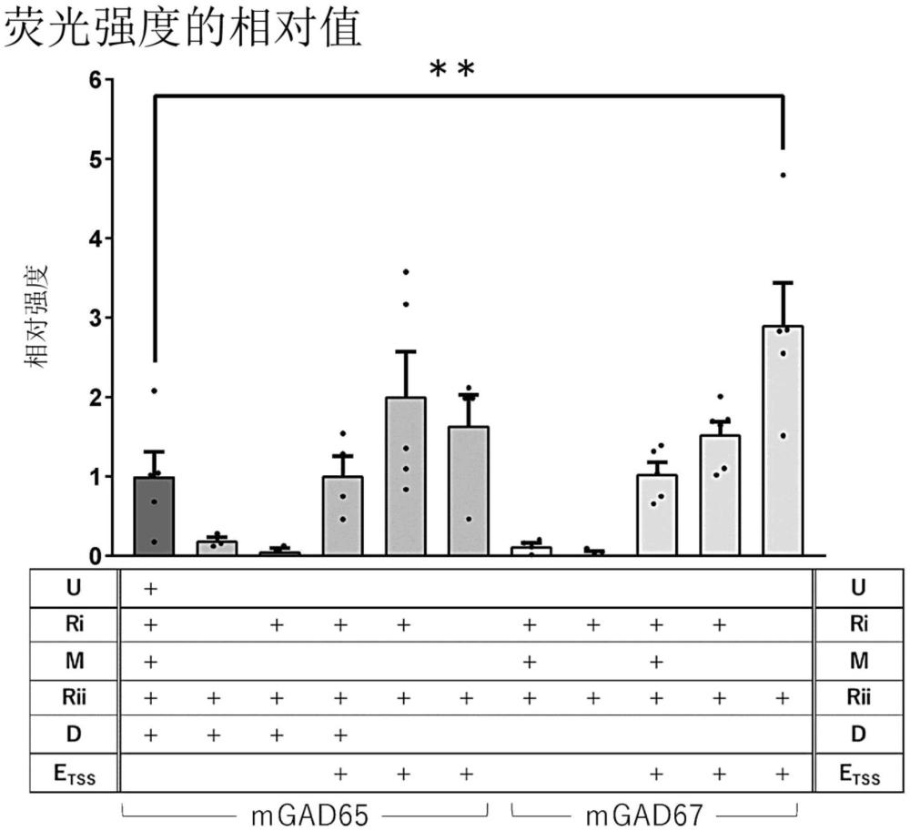 抑制性神經(jīng)元特異性啟動子