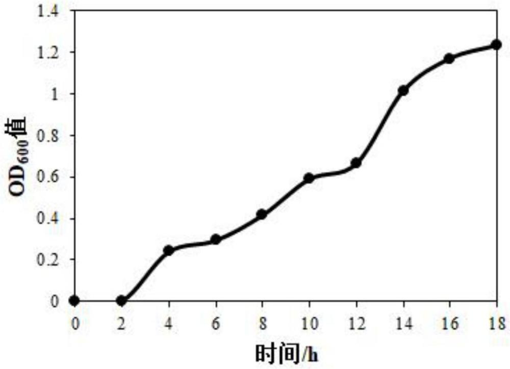 一種耐鹽嗜熱的副短短芽孢桿菌H166及其篩選方法與應(yīng)用與流程