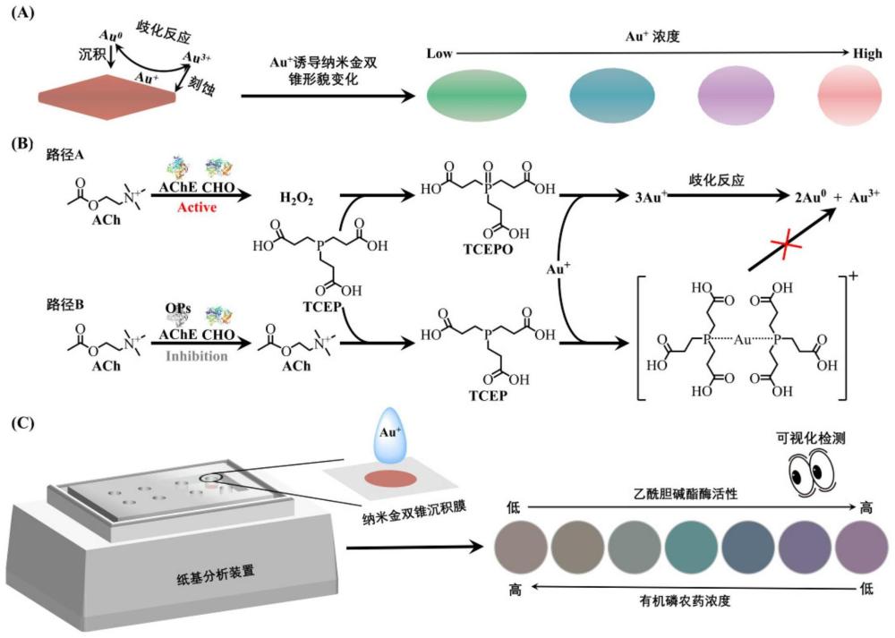 一種檢測乙酰膽堿酯酶活性或有機磷農藥的紙基多色比色法