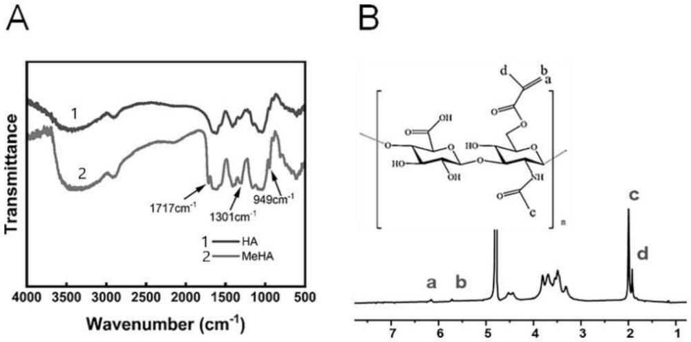 一種生物膜內(nèi)細(xì)胞色素c熒光檢測微針及其制備方法和應(yīng)用與流程