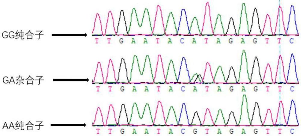 與豬肉質(zhì)性狀基因GAB1相關(guān)的SNP分子標(biāo)記、引物對(duì)及其應(yīng)用