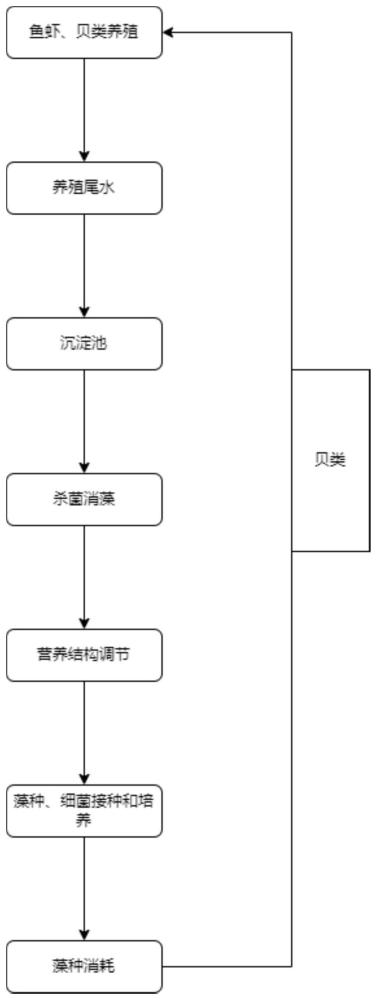 一種利用養(yǎng)殖尾水進行硅藻定向培養(yǎng)的方法與應用