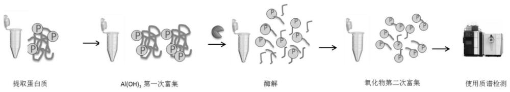 一种磷酸化蛋白质的纯化和分析方法