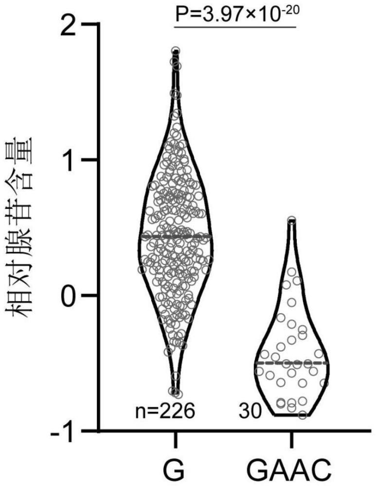 一種鑒定甜玉米籽粒中腺苷含量的分子標記、鑒定方法和應用