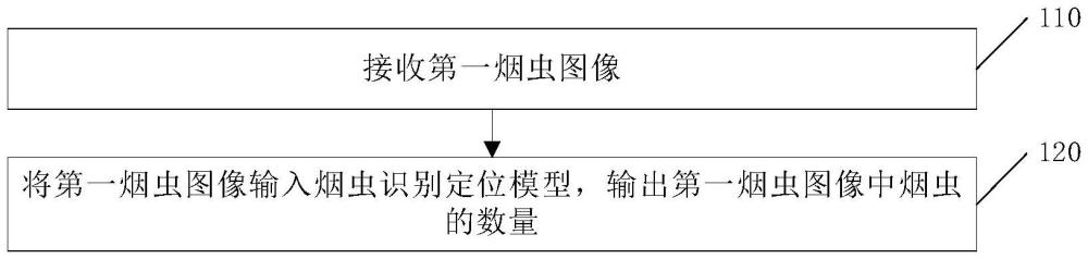 一種基于粗細(xì)粒度融合的煙蟲識別計(jì)數(shù)方法及裝置與流程