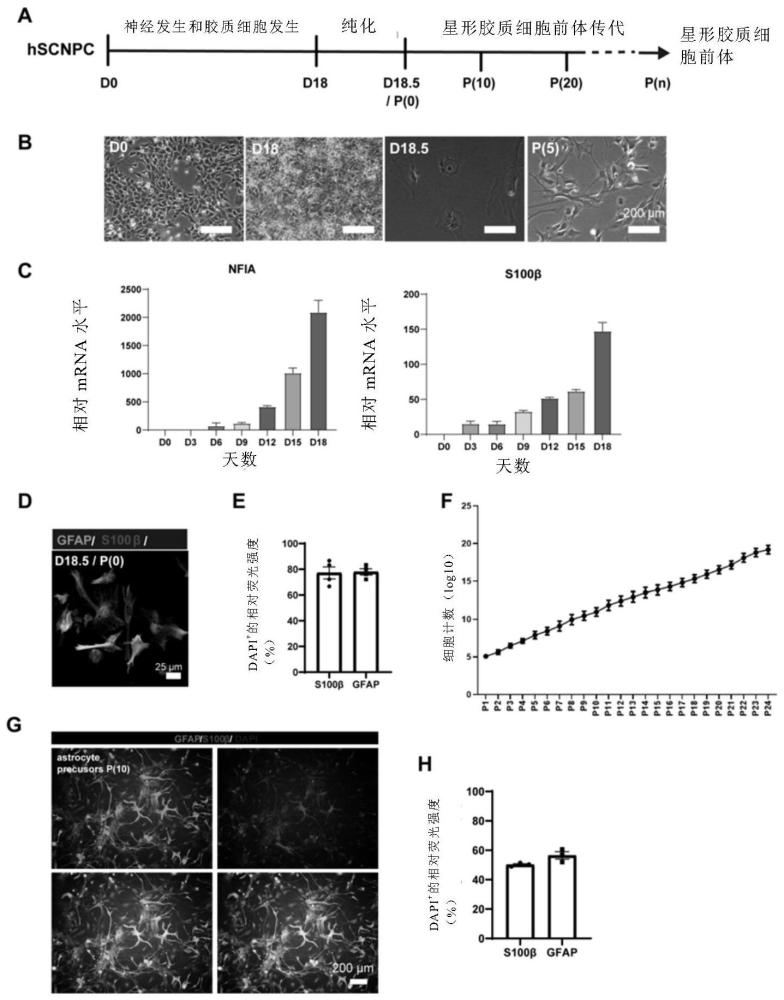 人星形胶质细胞的高效诱导方法