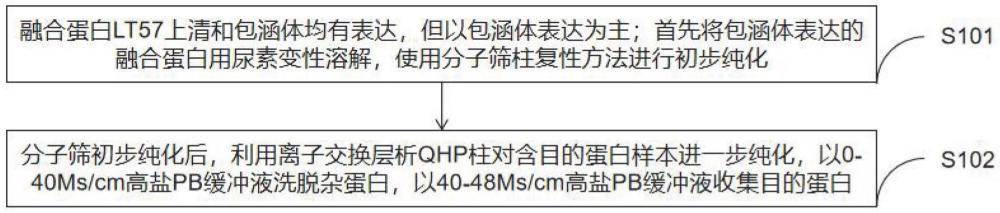 結核分枝桿菌融合蛋白LT57構建、表達和純化方法及其應用