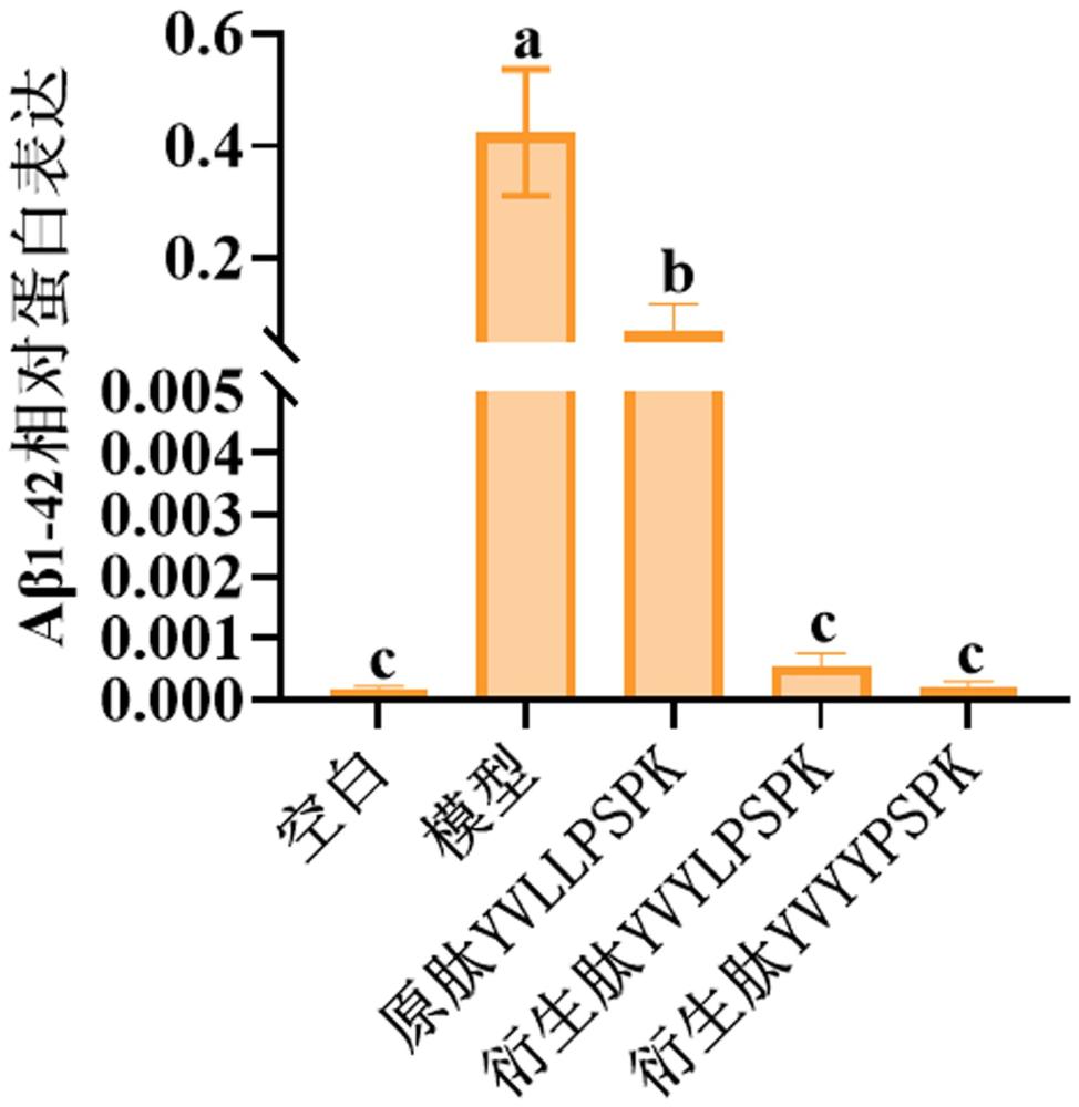 具有清除Aβ1-42蛋白沉積的高抗氧化活性改善學(xué)習(xí)記憶力核桃衍生肽及其應(yīng)用