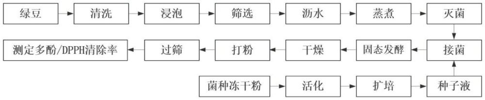 一種黑曲霉固態(tài)發(fā)酵提高綠豆中多酚含量的方法