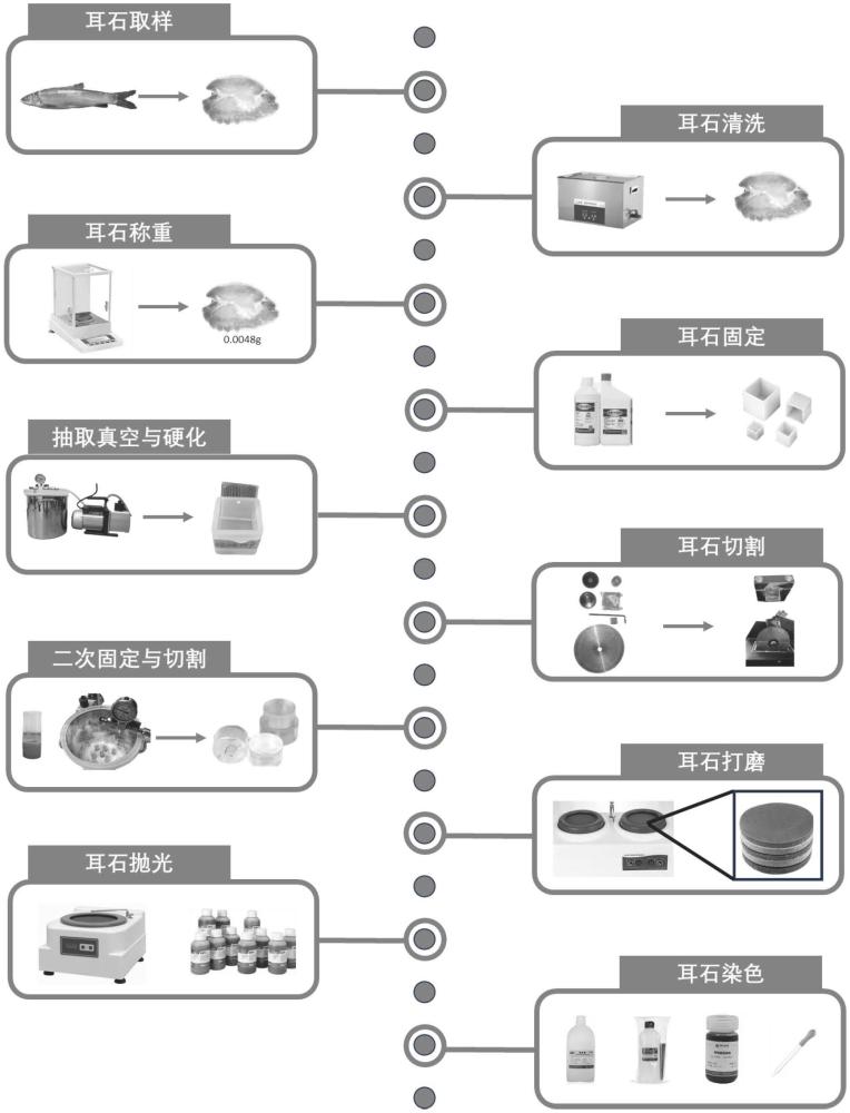 一種淡水魚(yú)類耳石樣本制備的方法